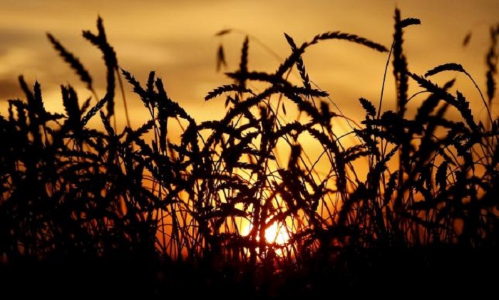 World food prices rise slightly in April: FAO